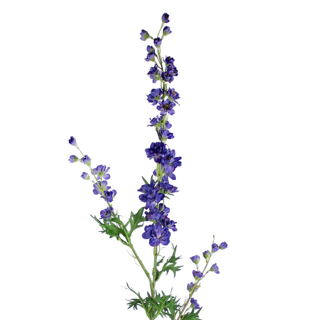Flower mini delphinium dark blue 85cm