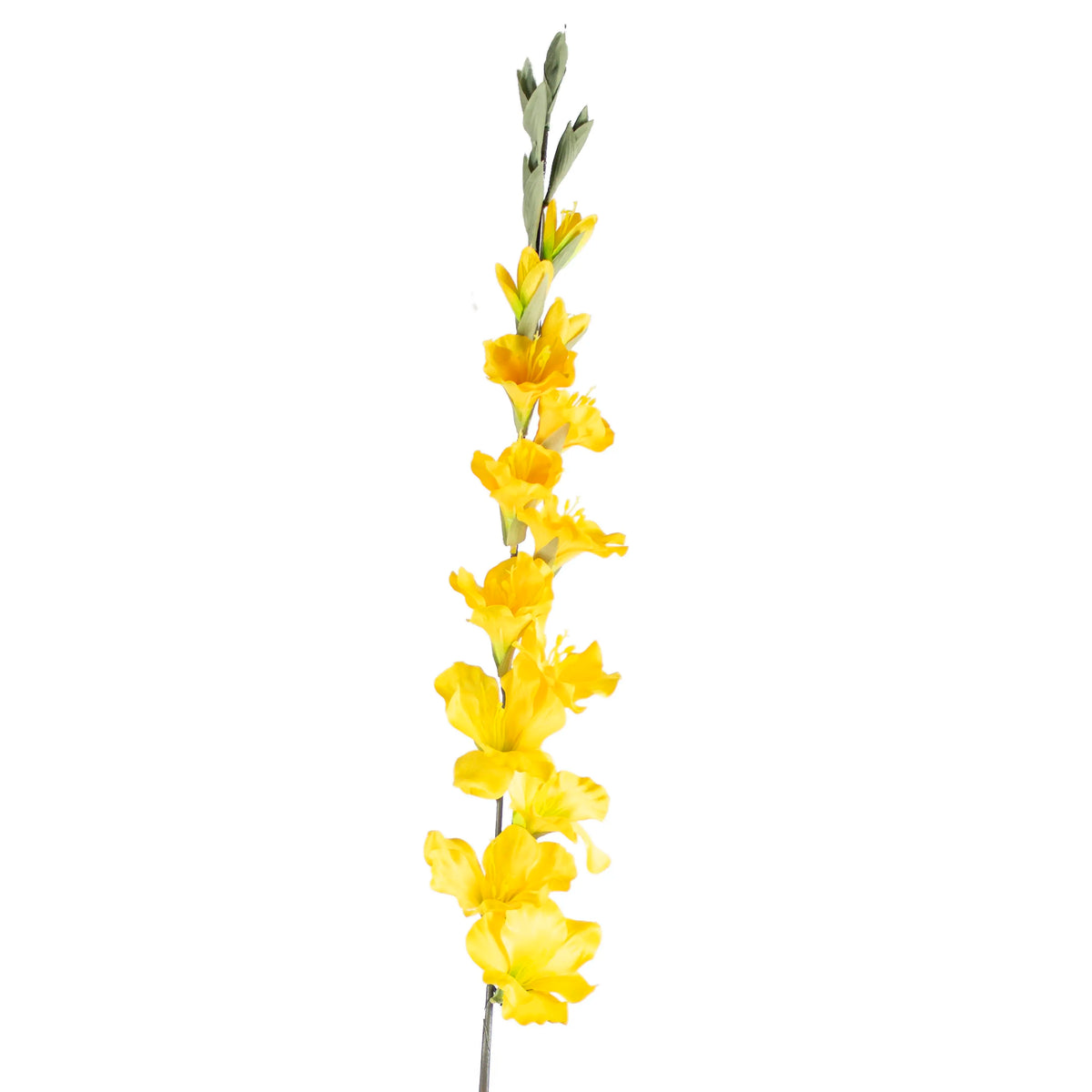 Flower gladiolus yellow 108cm