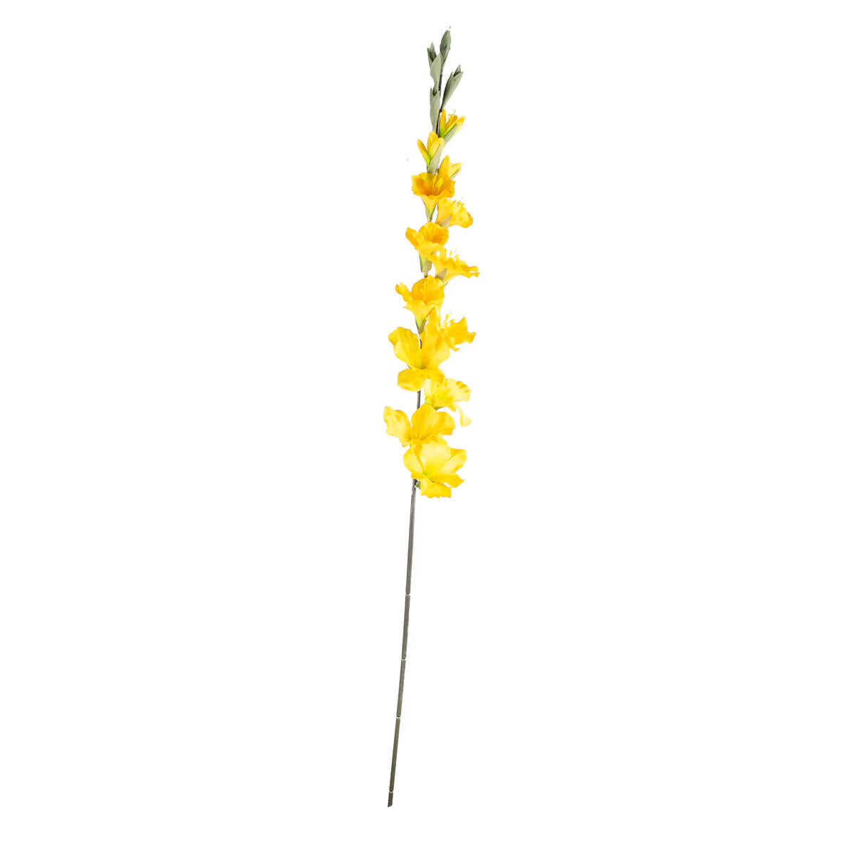 Flower gladiolus yellow 108cm
