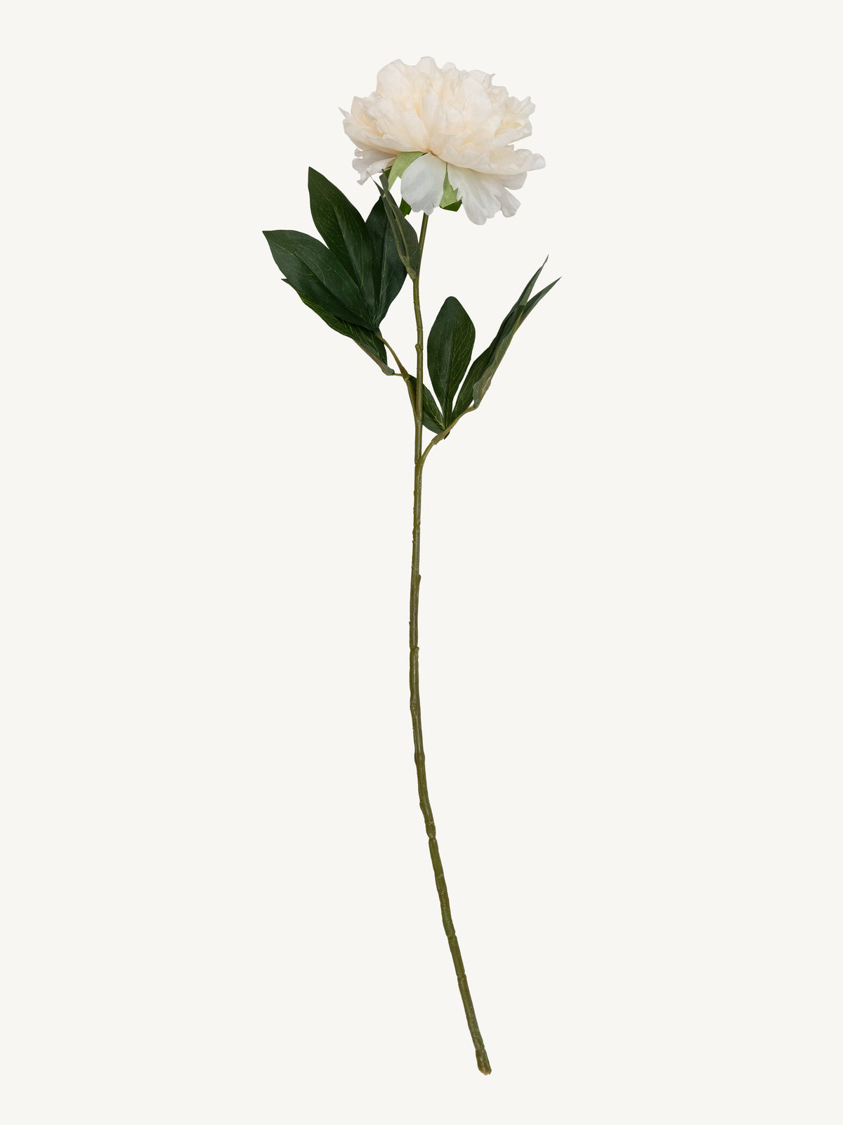 Flower PEONY 80cm cream