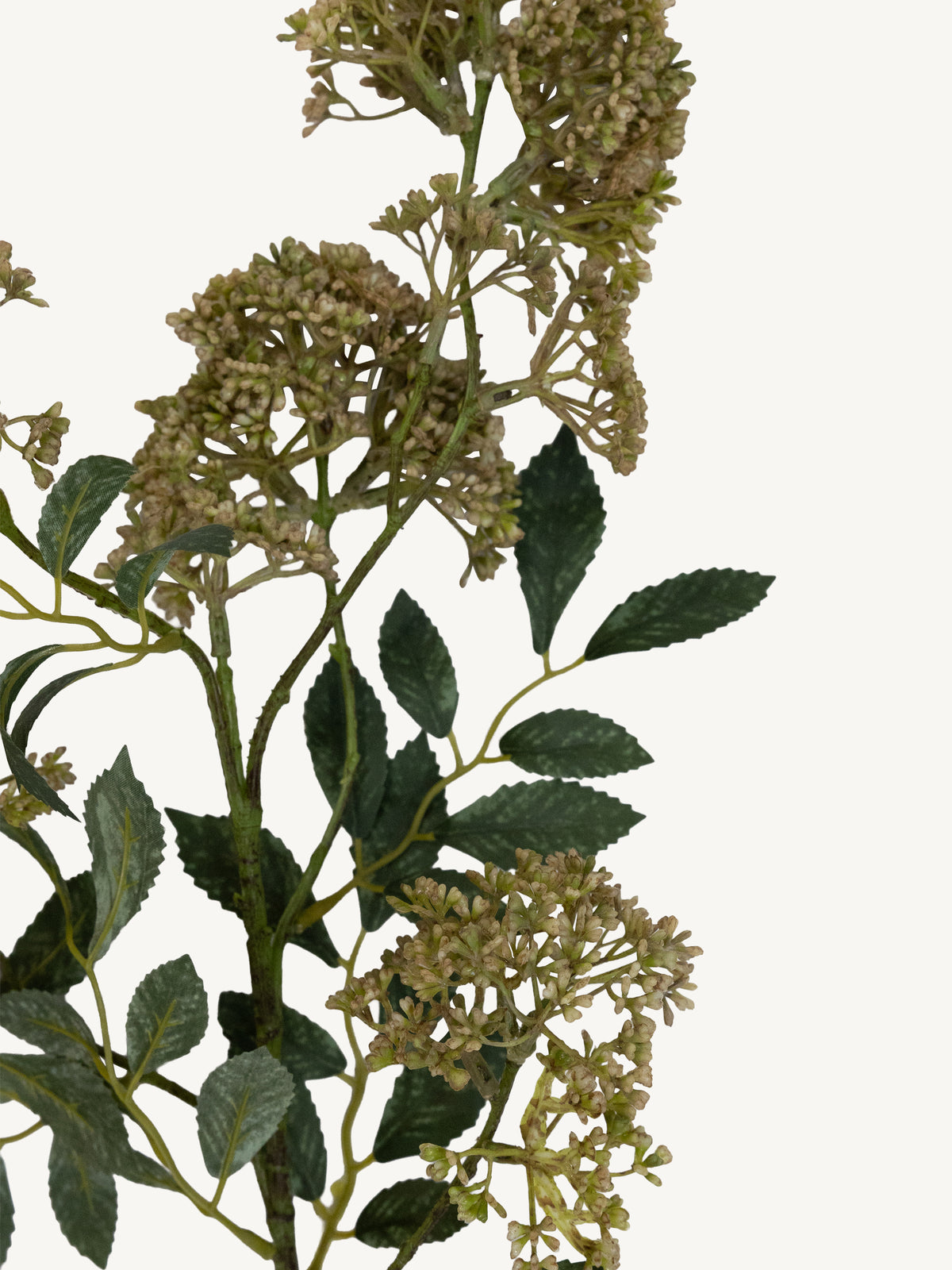 Flower TRACHELIUM 78cm green