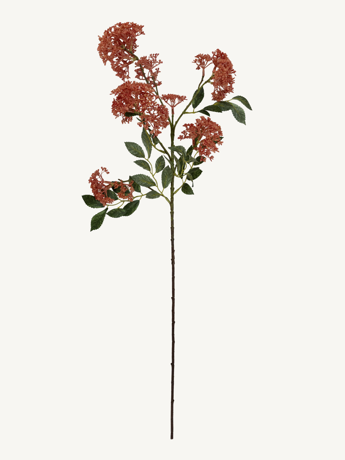 Flower TRACHELIUM 78cm red