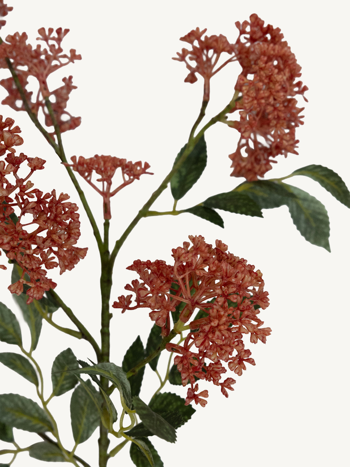 Flower TRACHELIUM 78cm red