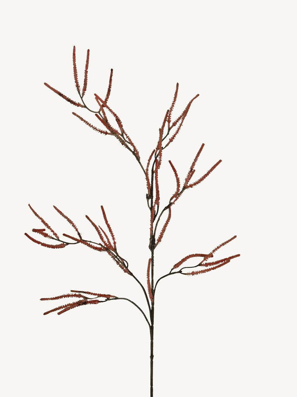 Branch SAURURACEAE 96cm brown