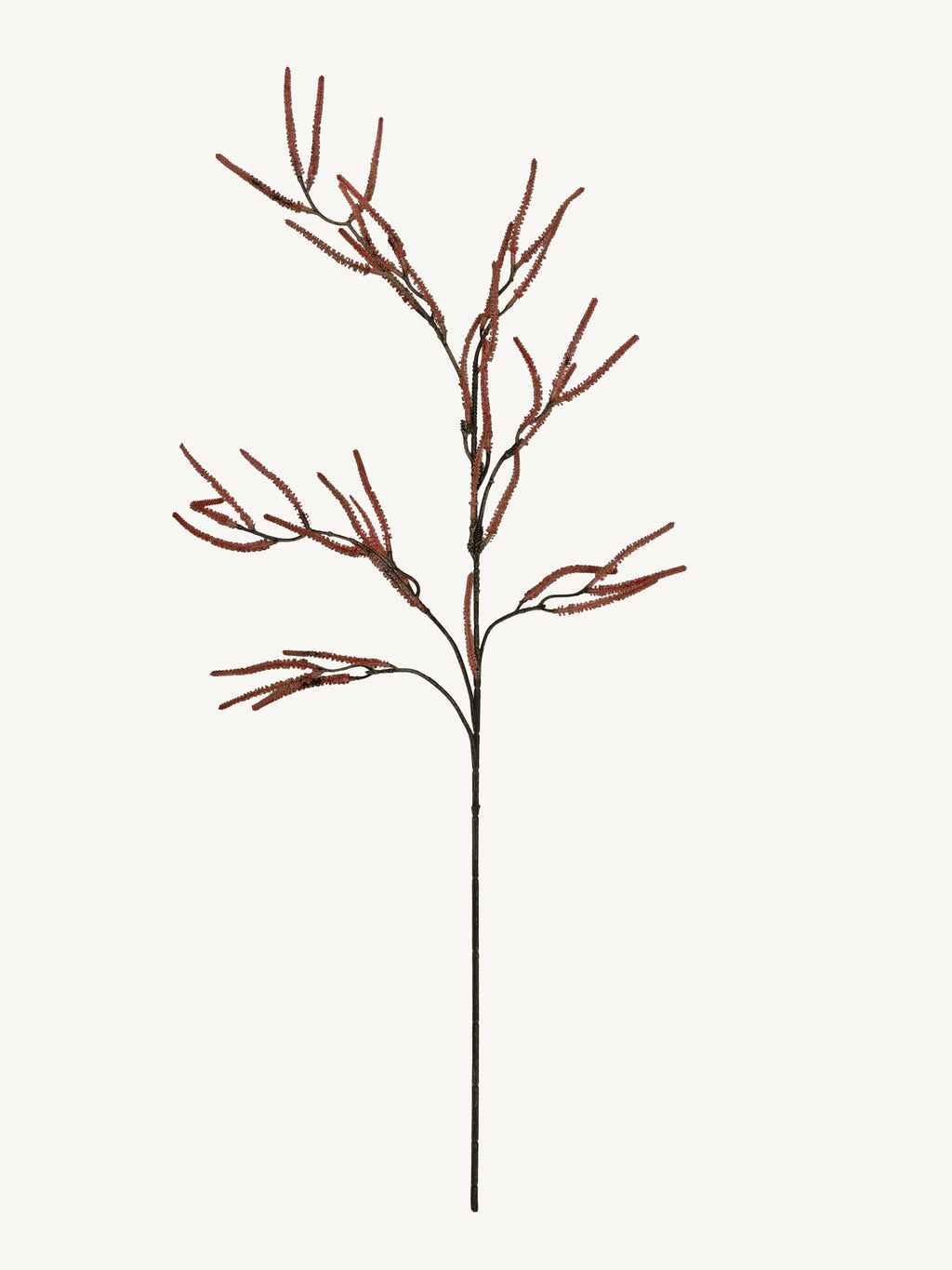 Branch SAURURACEAE 96cm brown