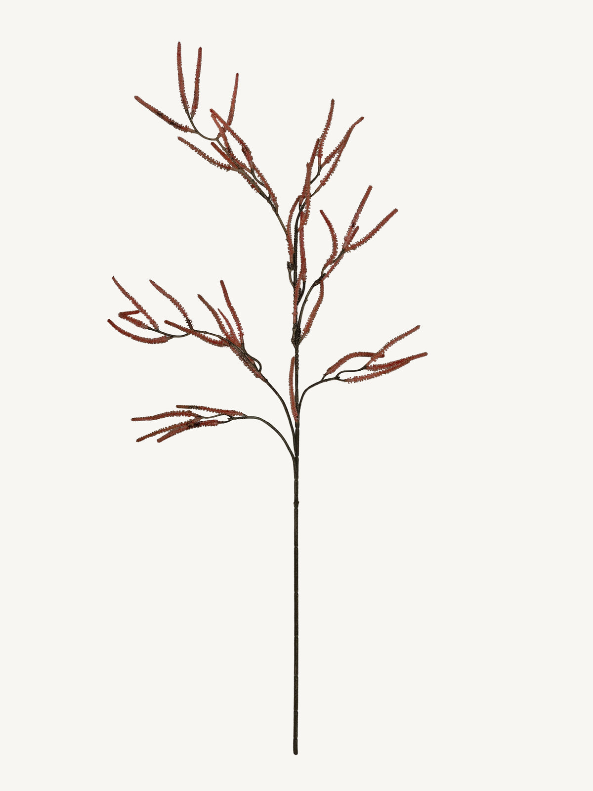 Branch SAURURACEAE 96cm brown