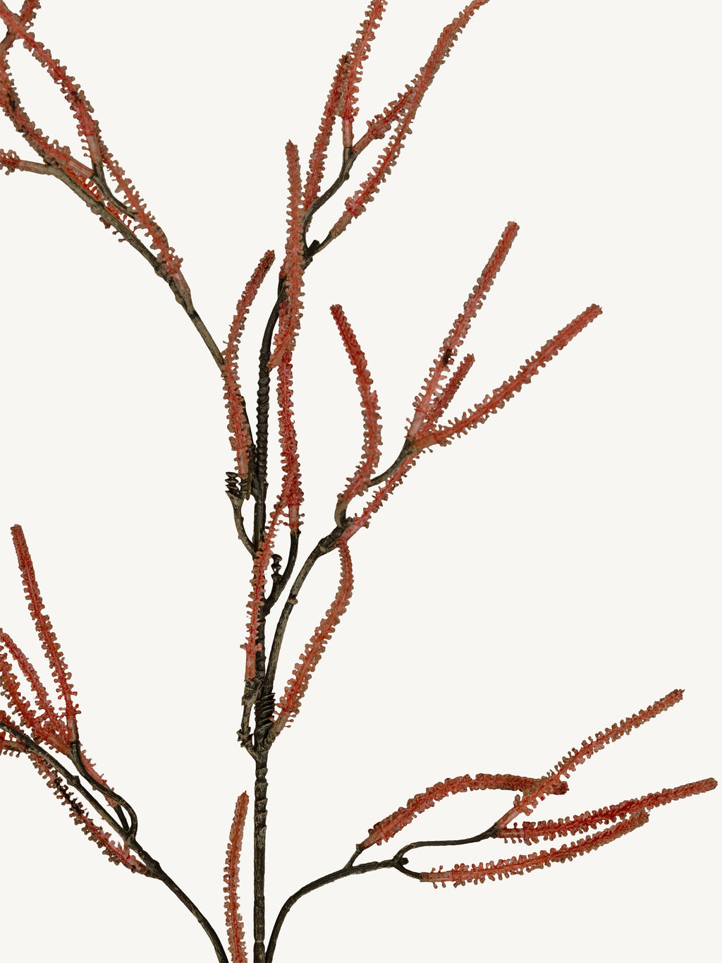 Branch SAURURACEAE 96cm brown
