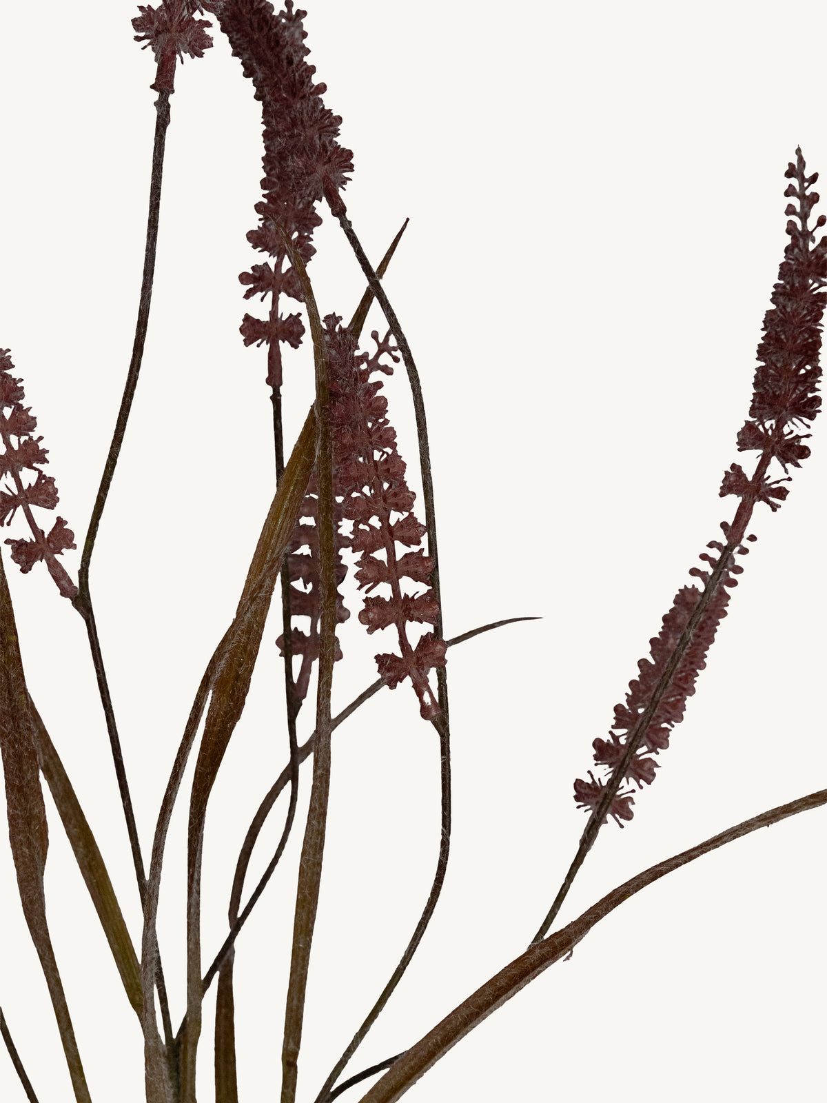 Branch RHYNCHOSTYLIS 87cm purple