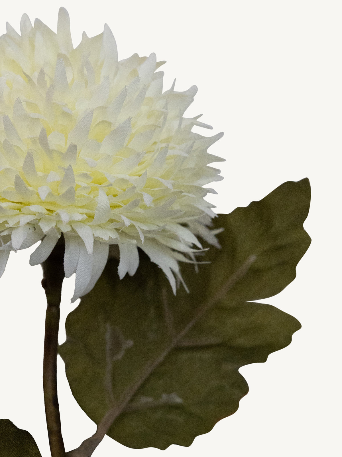 Flower CHRYSANTHEMUM 35cm white