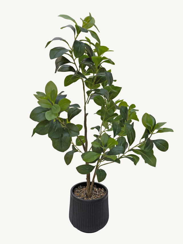 Plant FICUS Ø45x95cm green