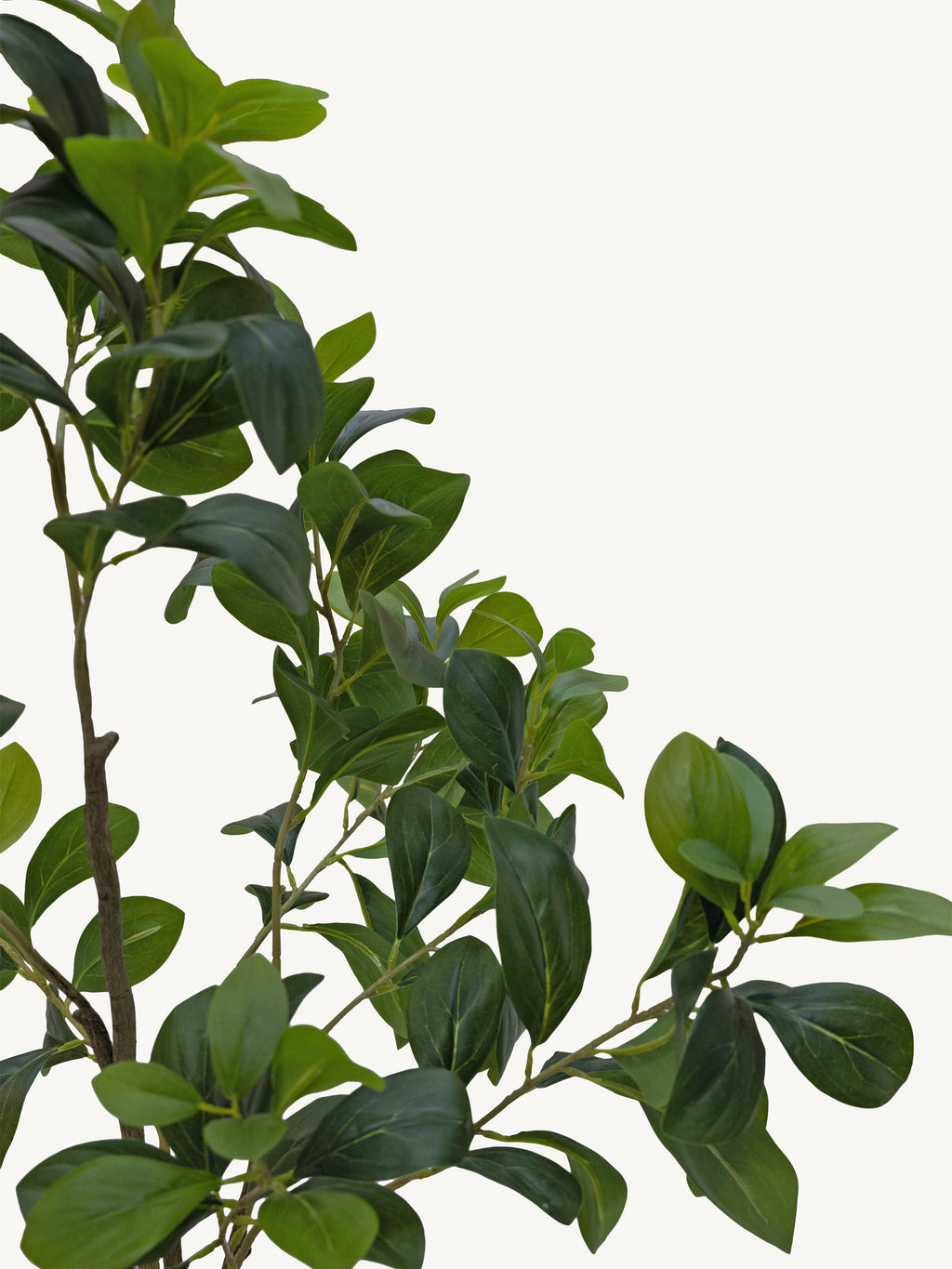 Plant FICUS Ø45x95cm green