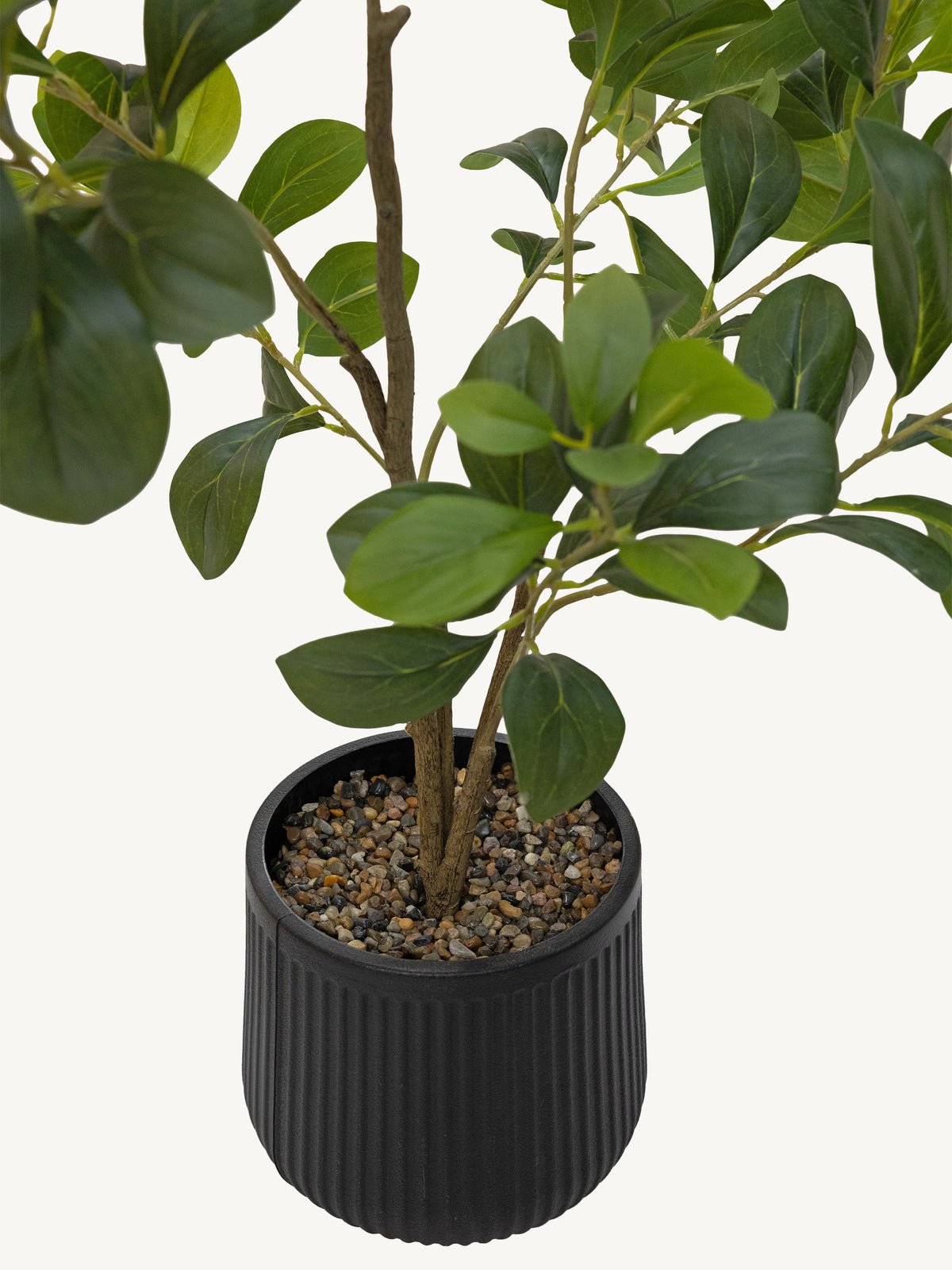Plant FICUS Ø45x95cm green