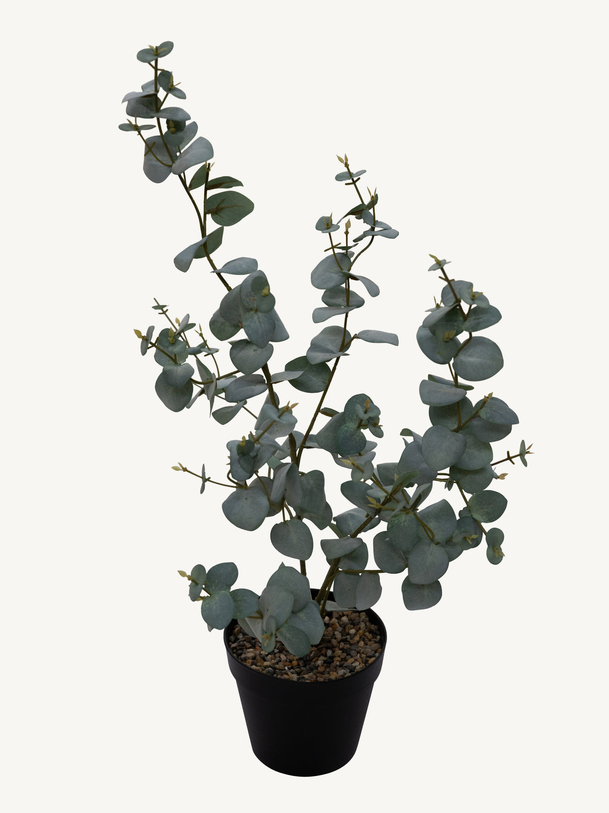 Plant EUCALYPTUS Ø40x72cm green