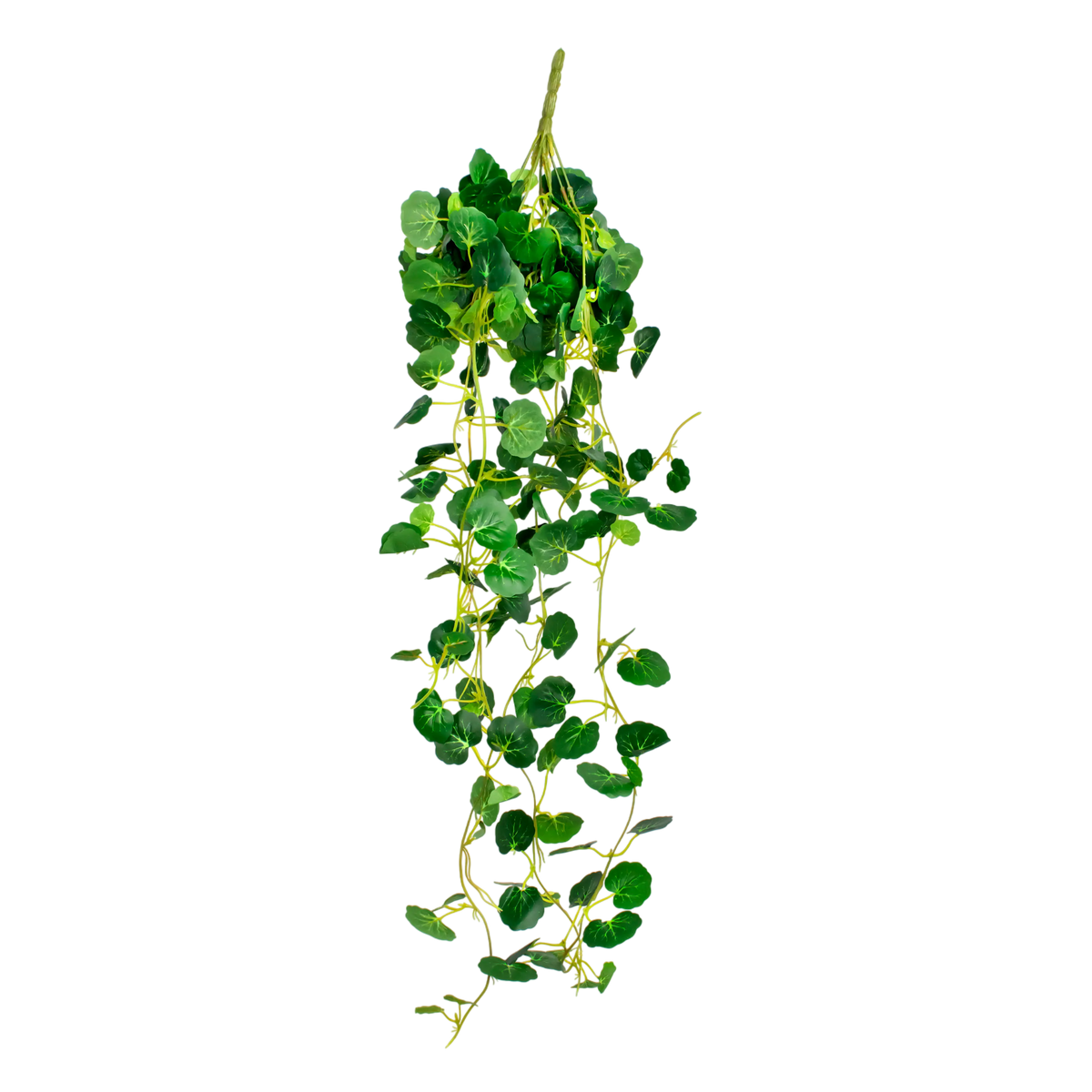 SALE Hanging vine Sonerila leaves green 28x28x76