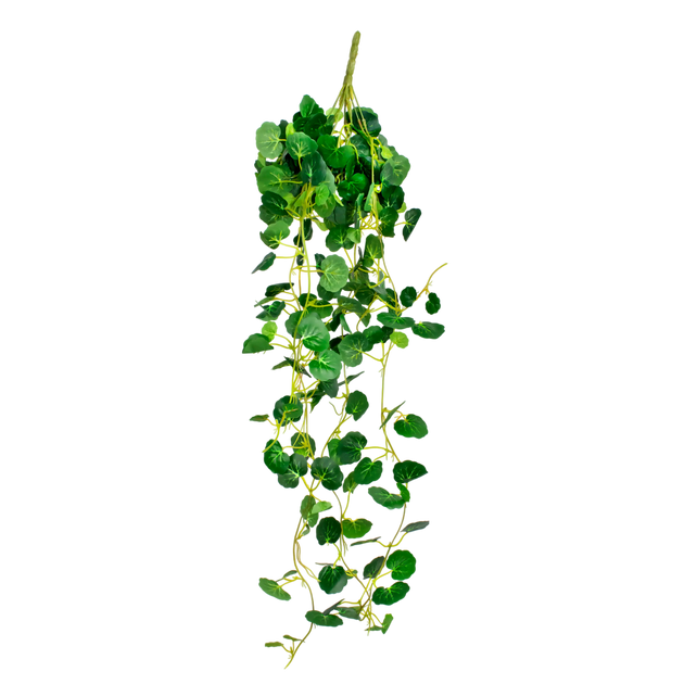 SALE Hanging vine Sonerila leaves green 28x28x76