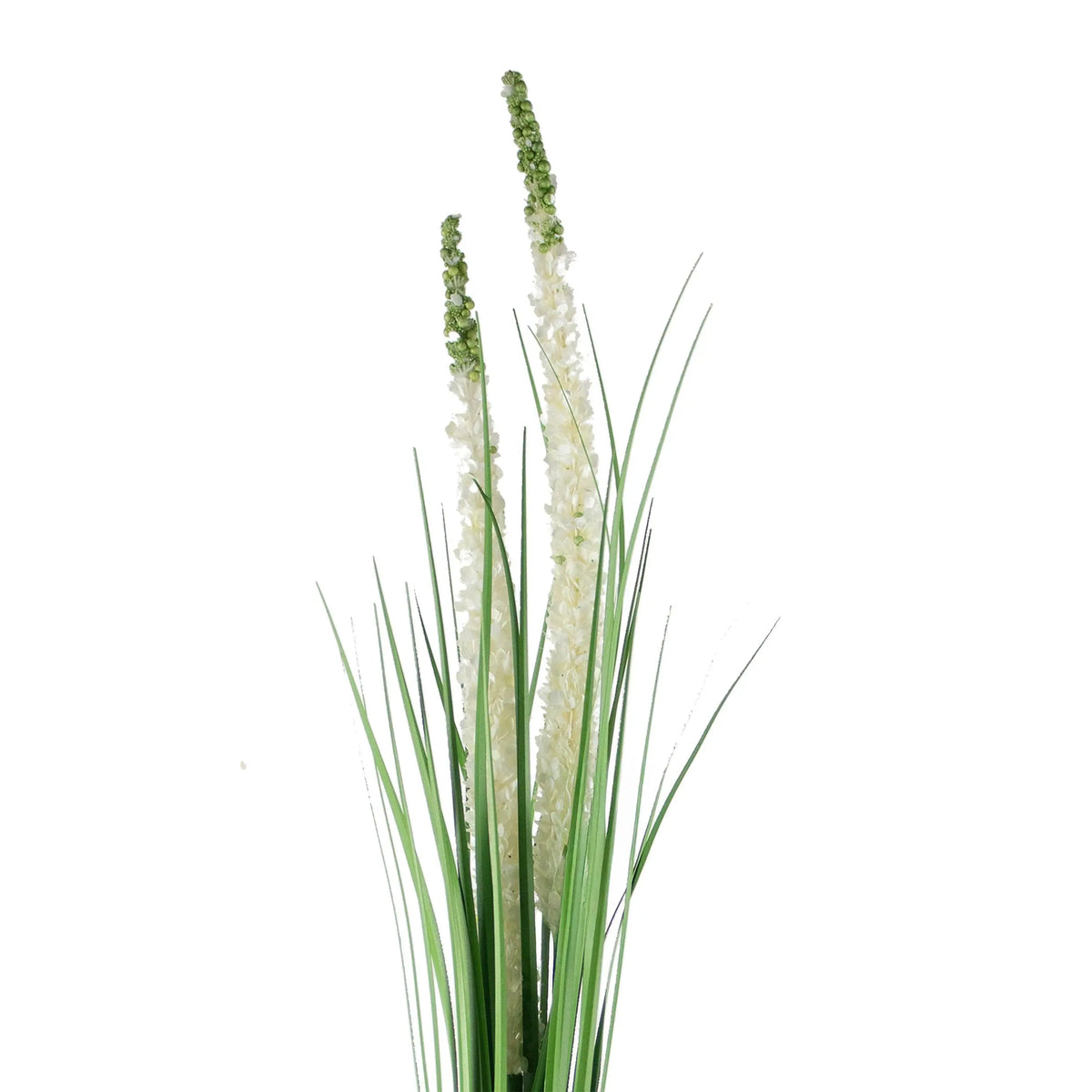 Decorative eremurus grass bush green/white 75cm