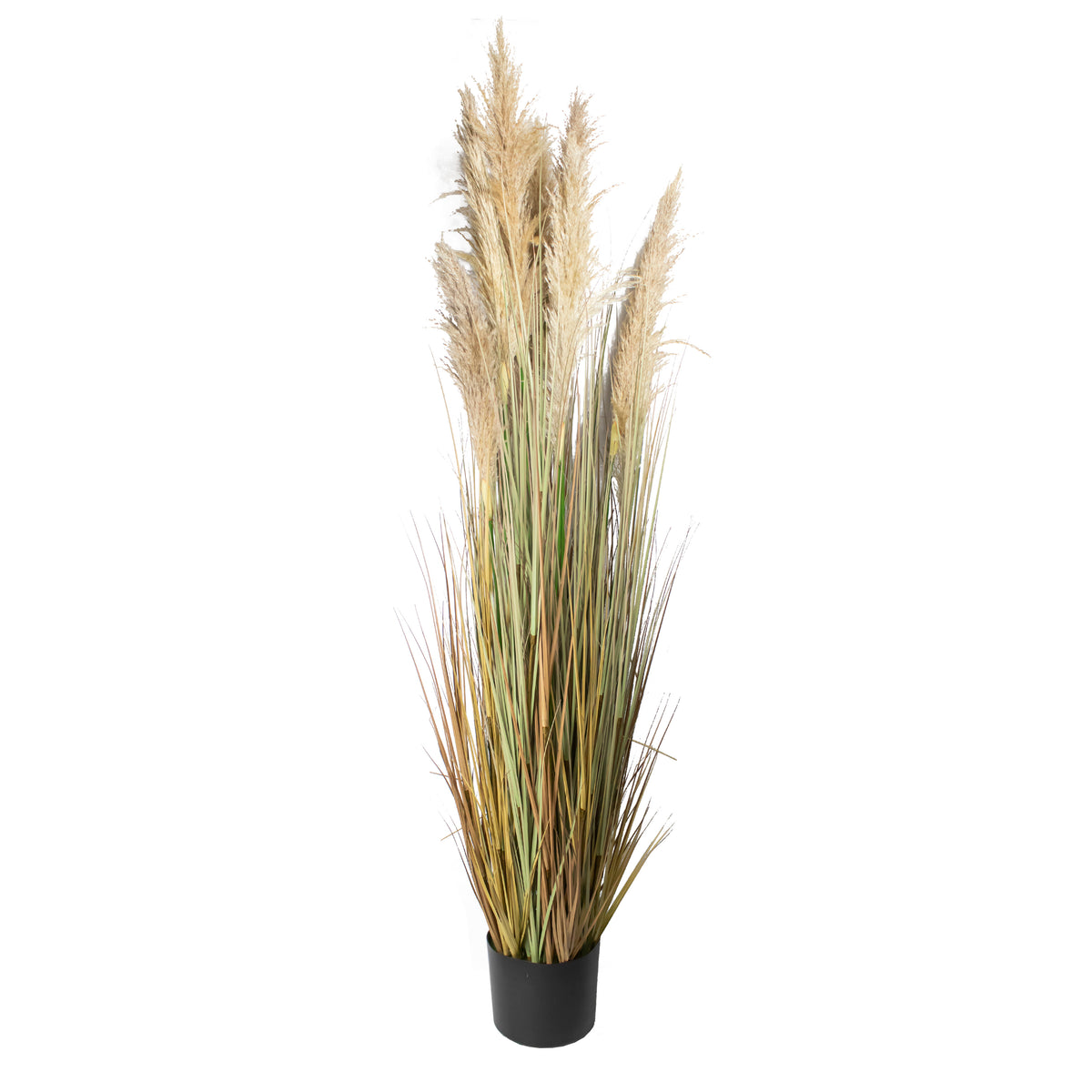 Siergras PAMPAS m/pot 220cm naturel