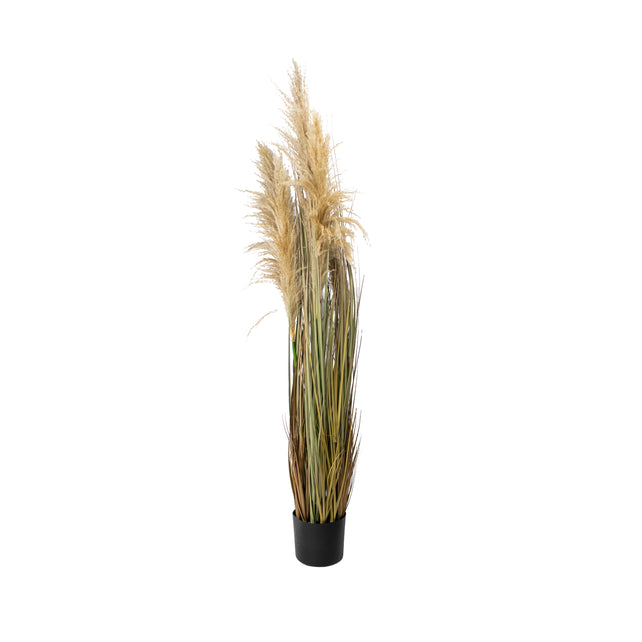 Decorative grass PAMPAS w/pot 150cm natural