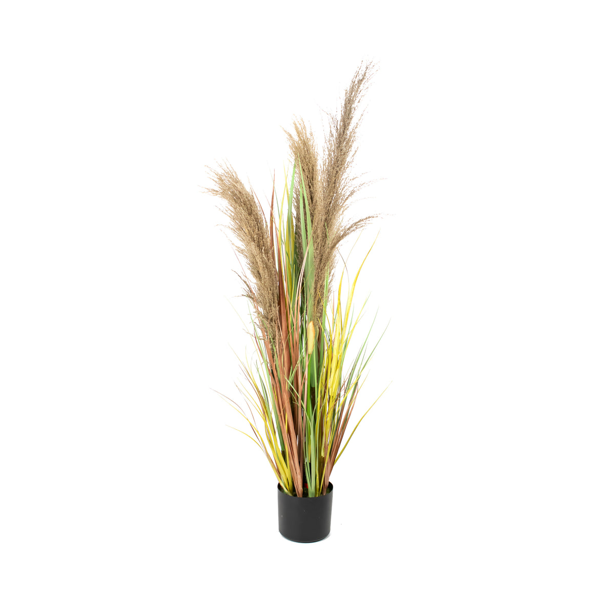 Siergras PAMPAS met pot 120cm naturel