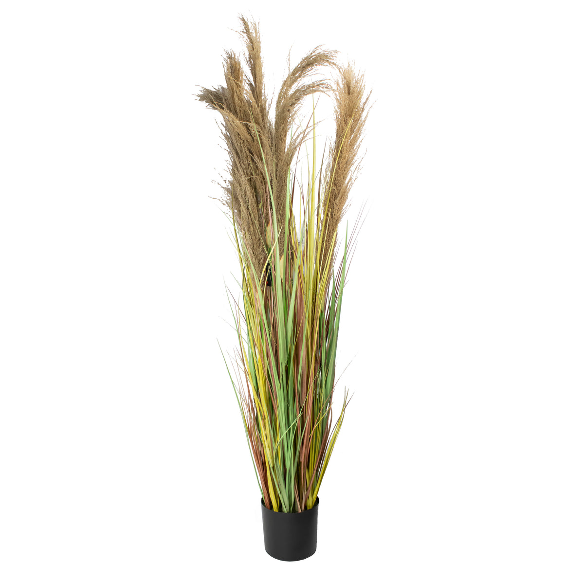 Siergras PAMPAS met pot 180cm beige