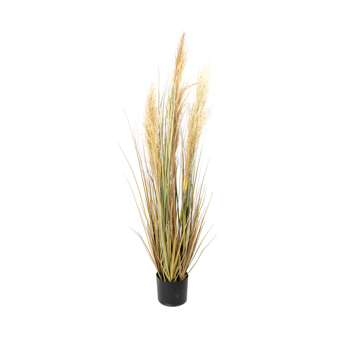 Decoratiegras PAMPAS met pot 120cm beige