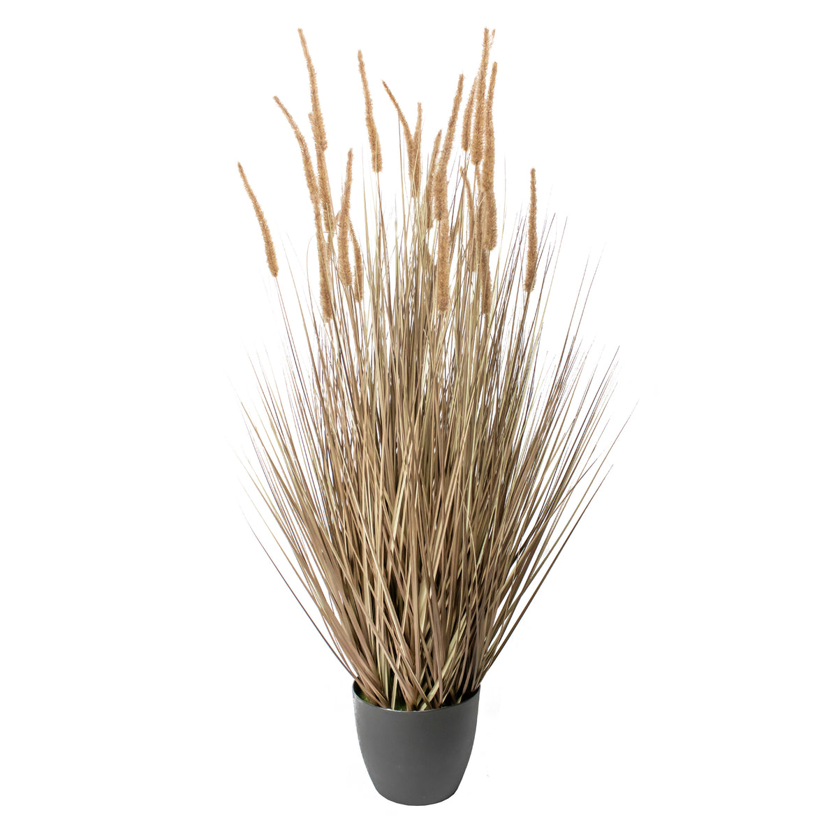 Siergras DOGTAIL met pot 140cm naturel
