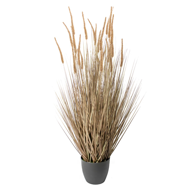 Decorative grass DOGTAIL w/pot 140cm natural