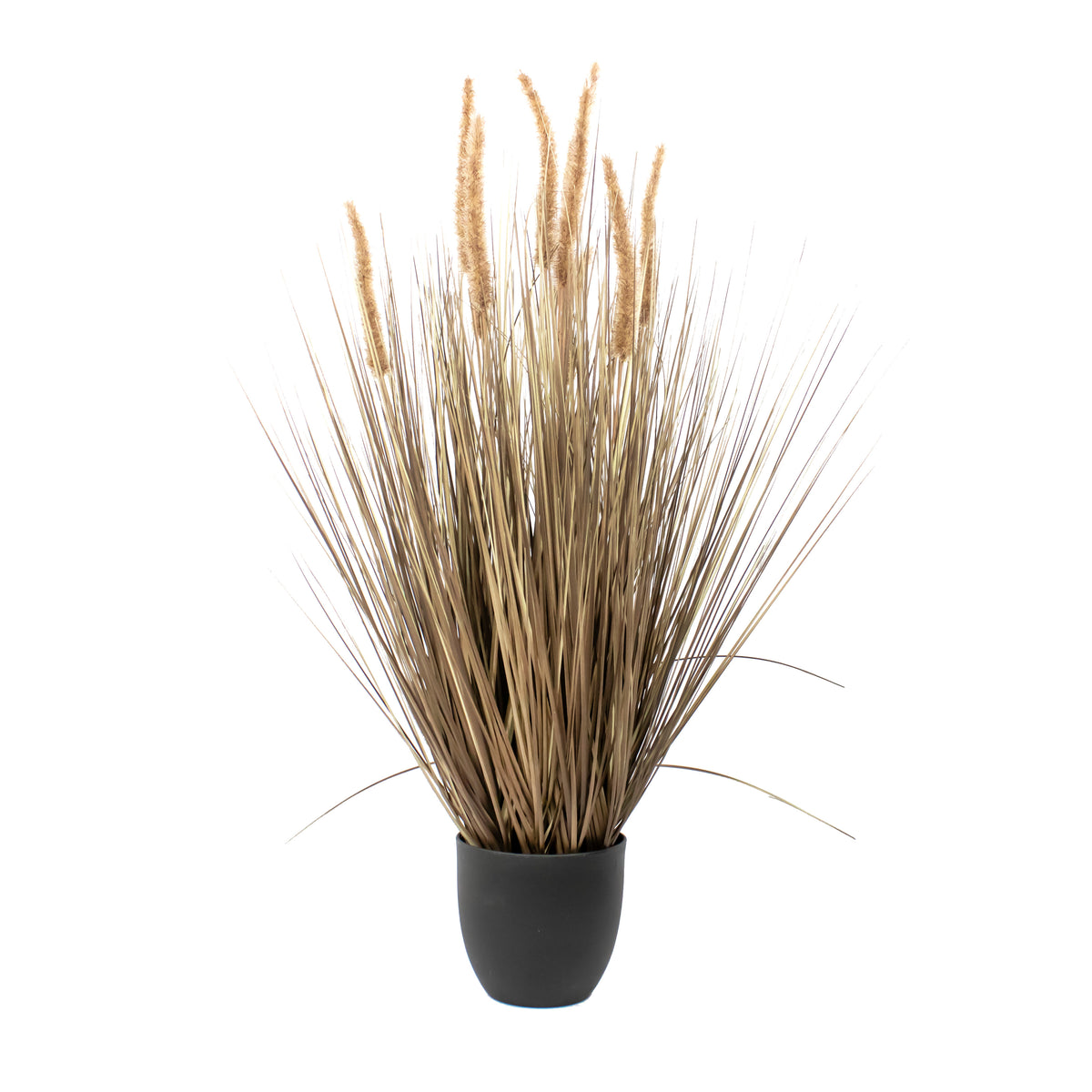 Siergras HONDSTAART met pot 90cm naturel