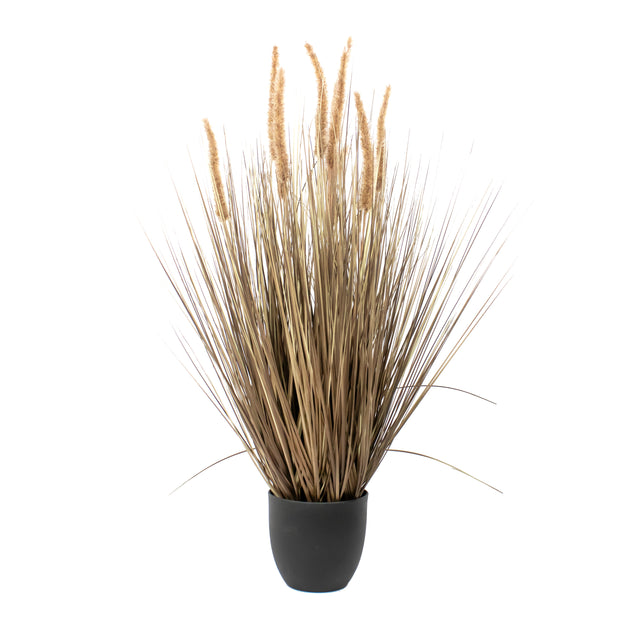 Decorative grass DOGTAIL w/pot 90cm natural