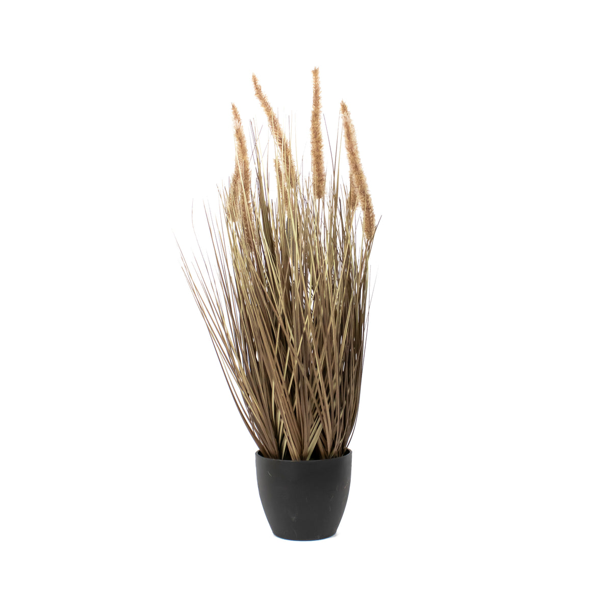 Siergras DOGTAIL m/pot 70cm naturel