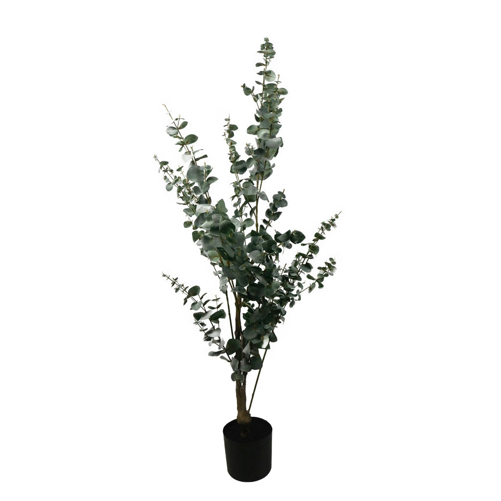 Eucalyptus globulus green w/black pot 150cm