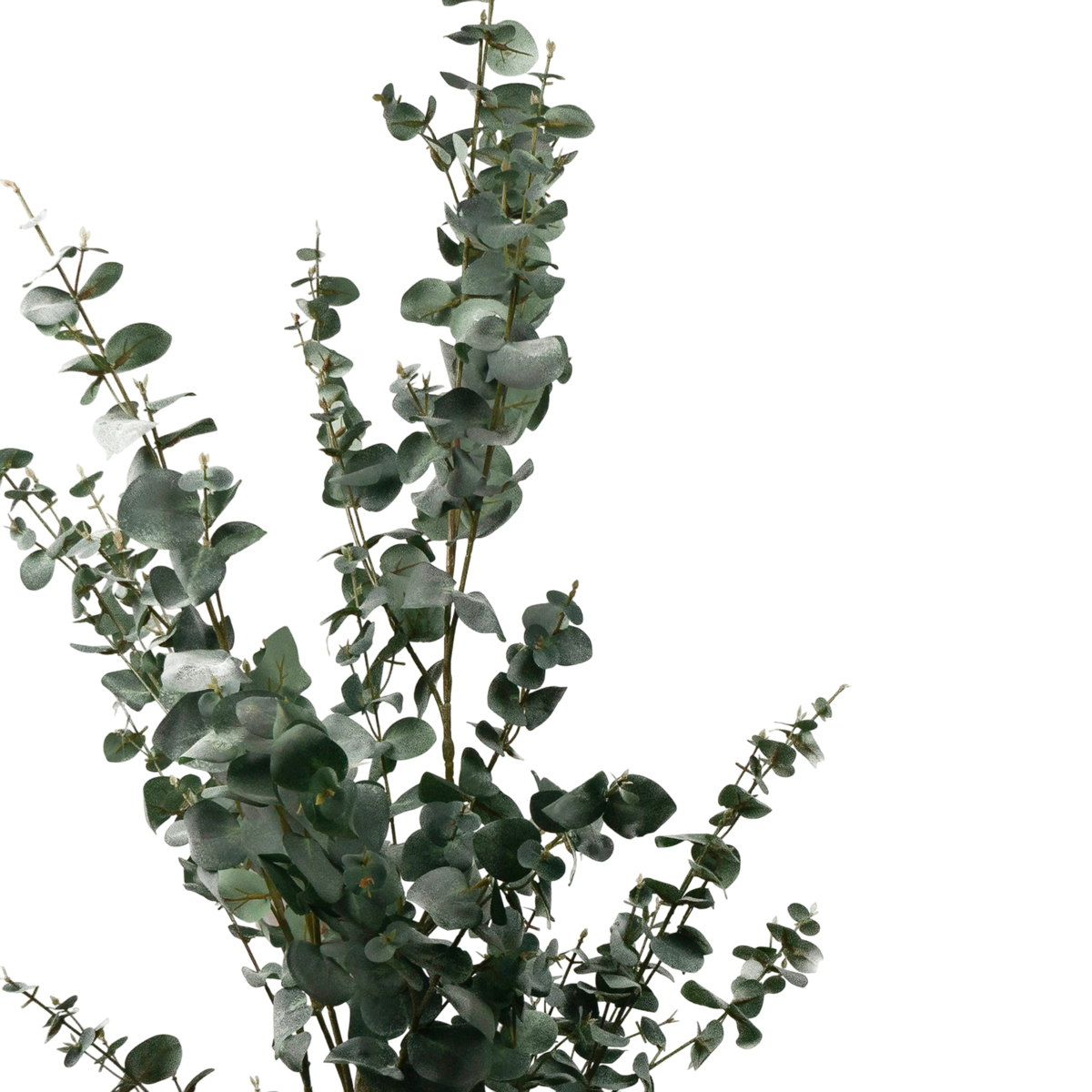 Eucalyptus globulus green w/black pot 150cm