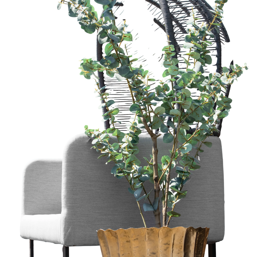 Eucalyptus globulus green w/black pot 150cm