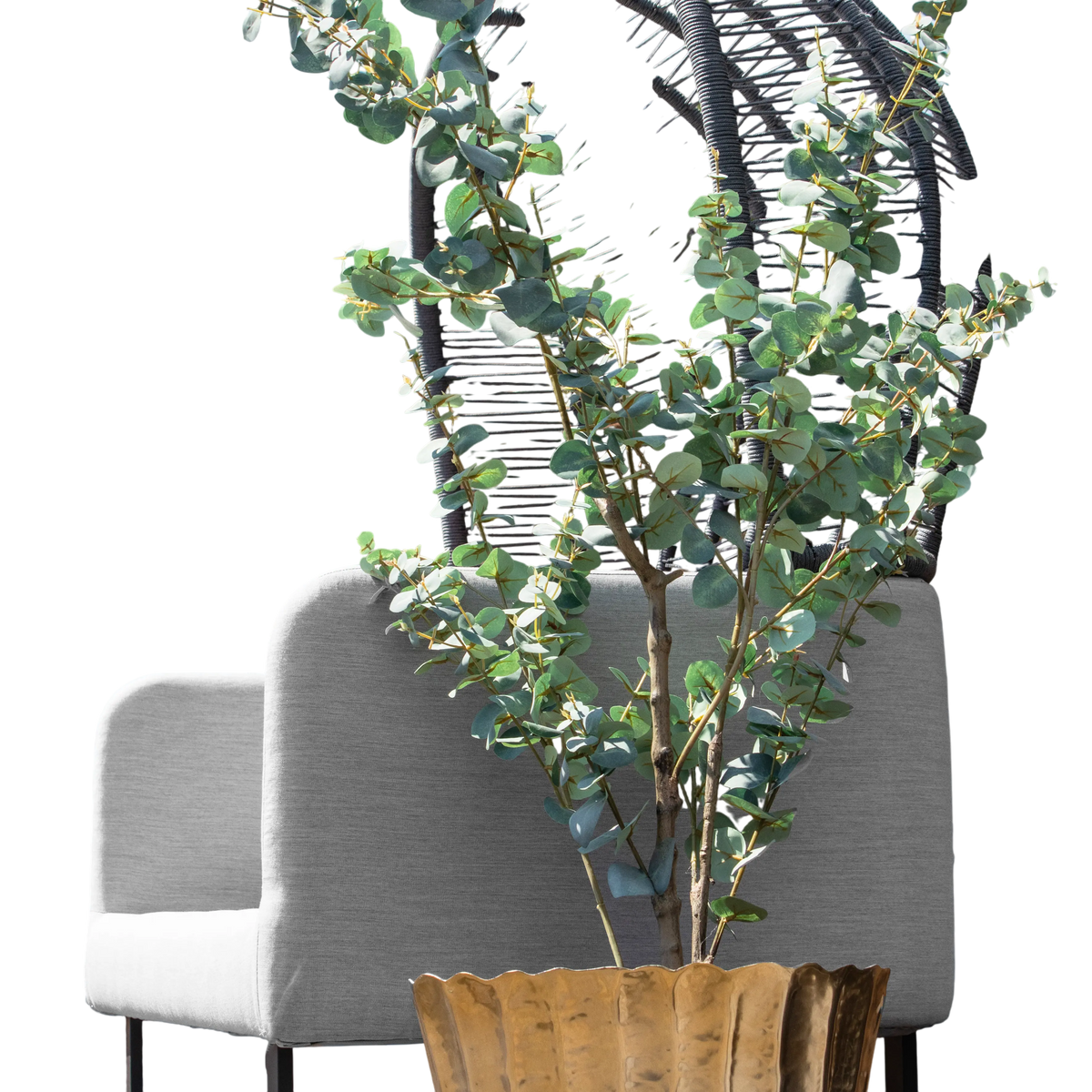 Eucalyptus globulus green w/black pot 150cm