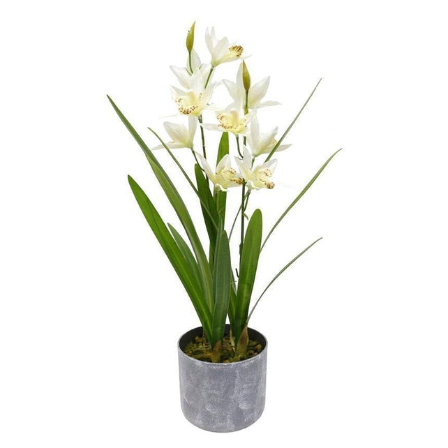 Plant CYBIDIUM w/pot 18x18x54cm white