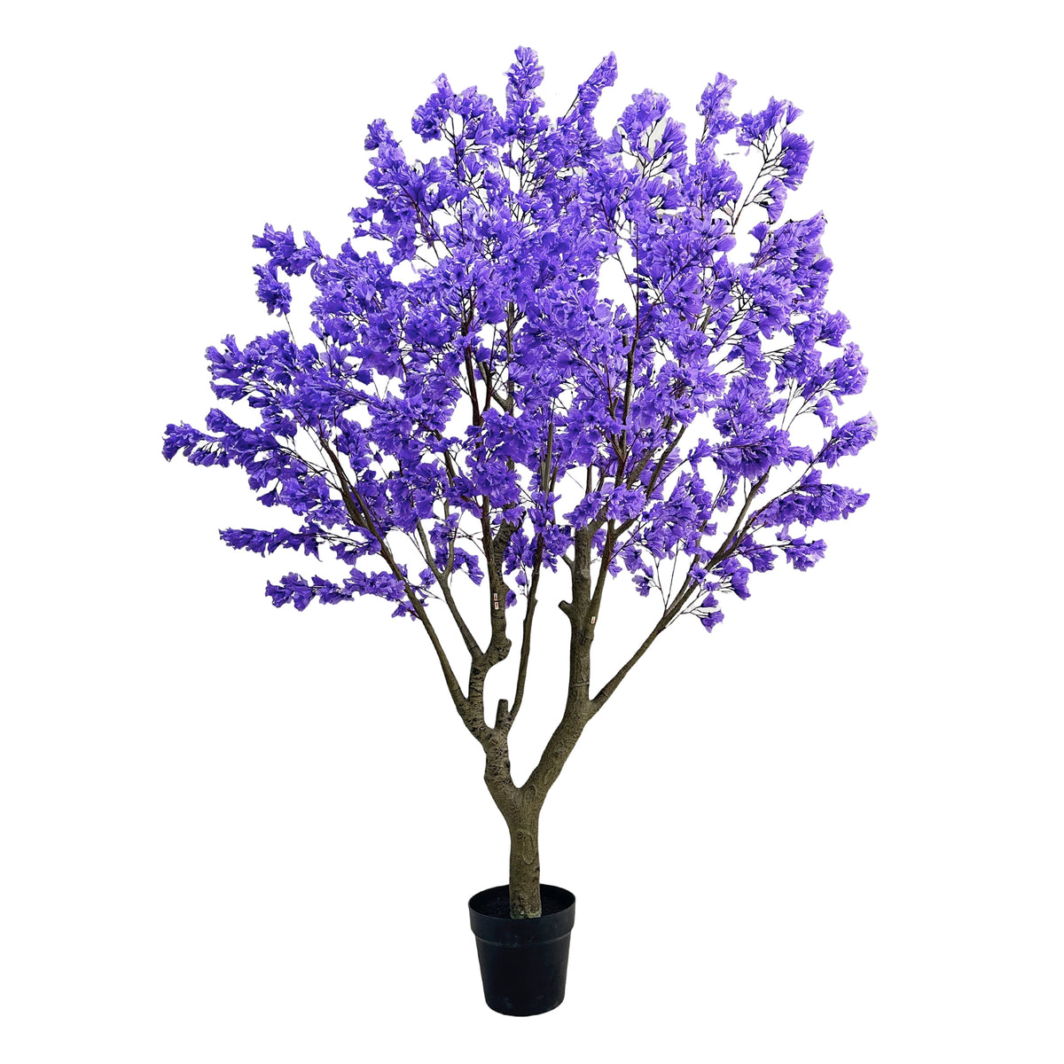 Boom MIMOSIFOLIA m/pot 180x150x250cm paars