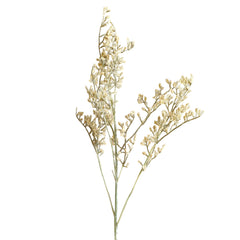 Bloem LIMONIUM 75cm crème