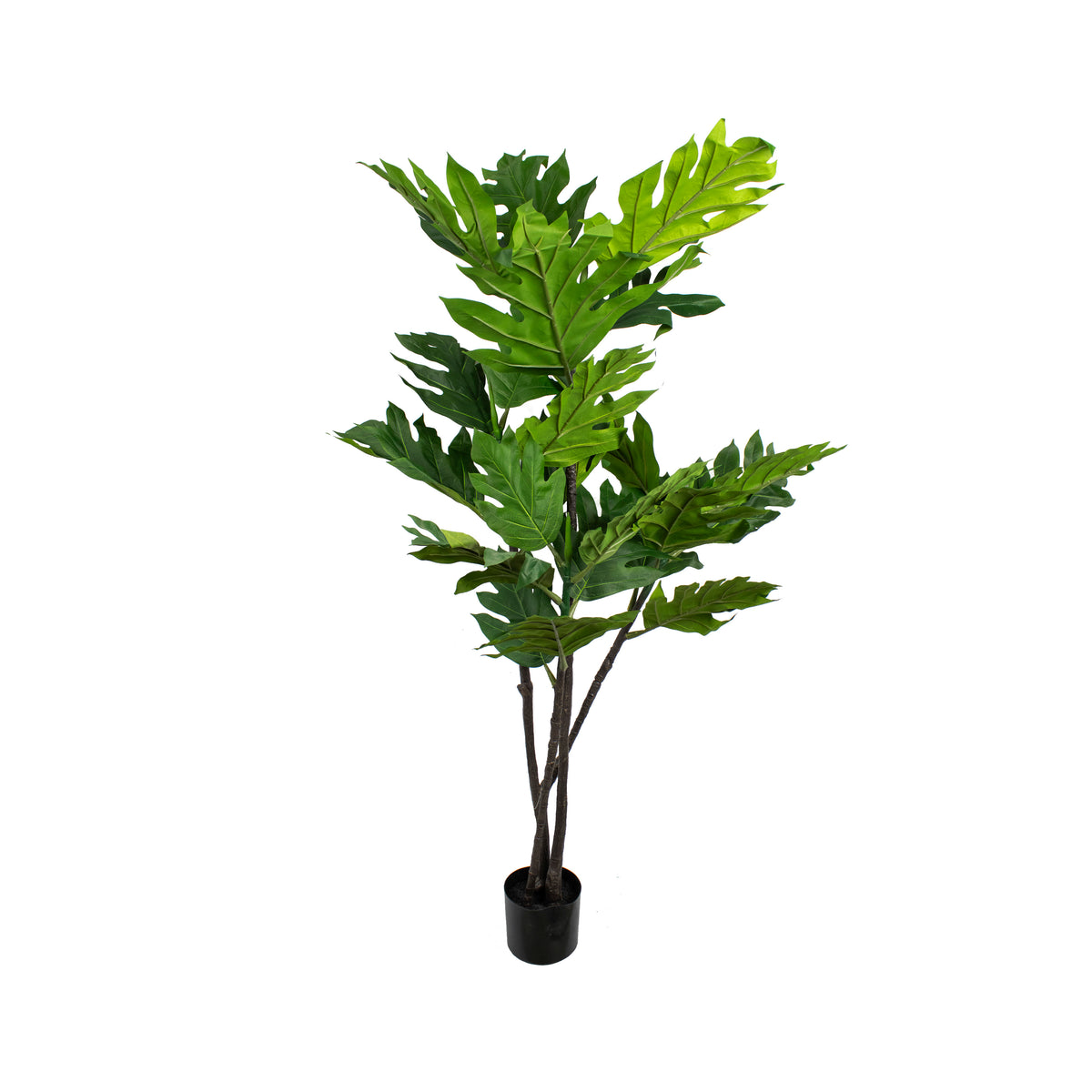 Plant breadfruit tree 150cm