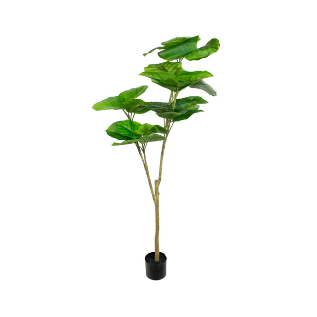 Plant ficus indica 150cm
