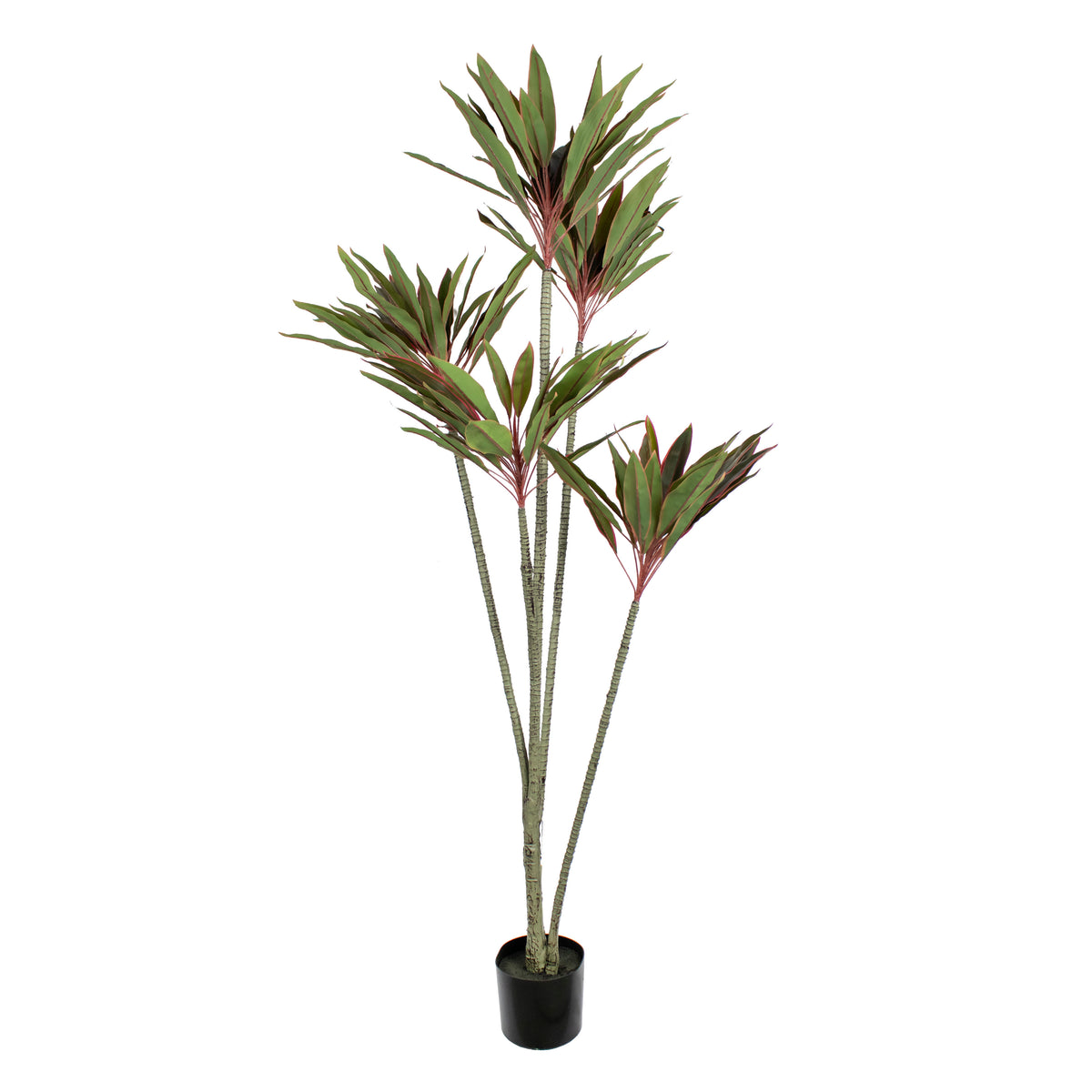SALE Plant dracaena pink 180cm