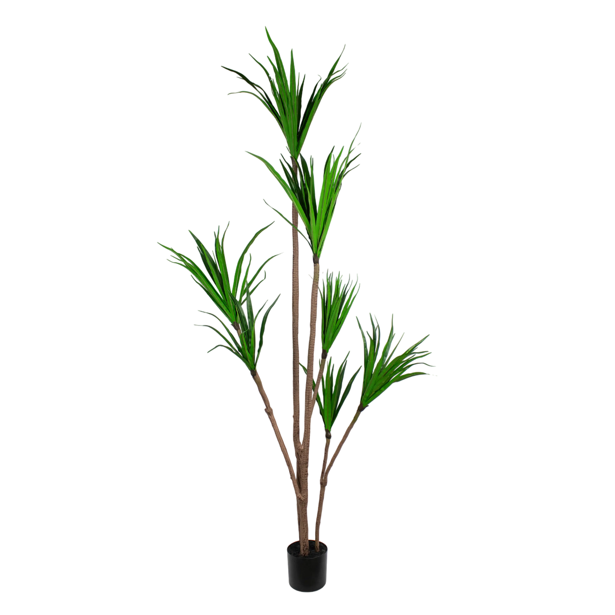 Plant dracaena fragnans 210cm