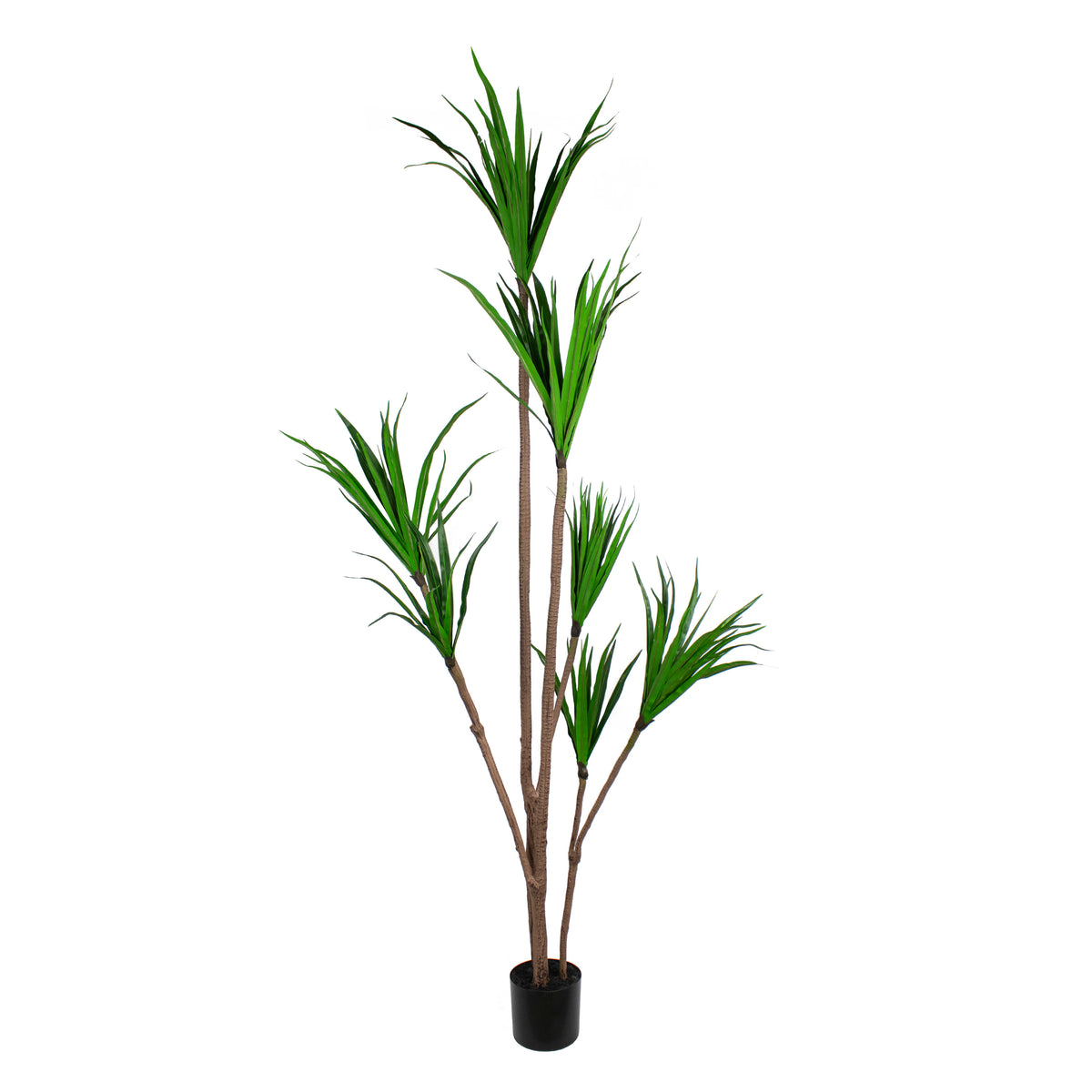 Plant dracaena fragnans 210cm