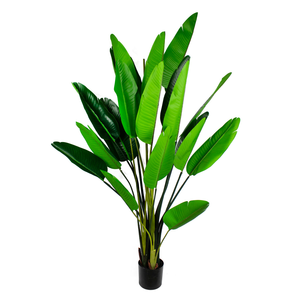 Plant banana tree 240cm