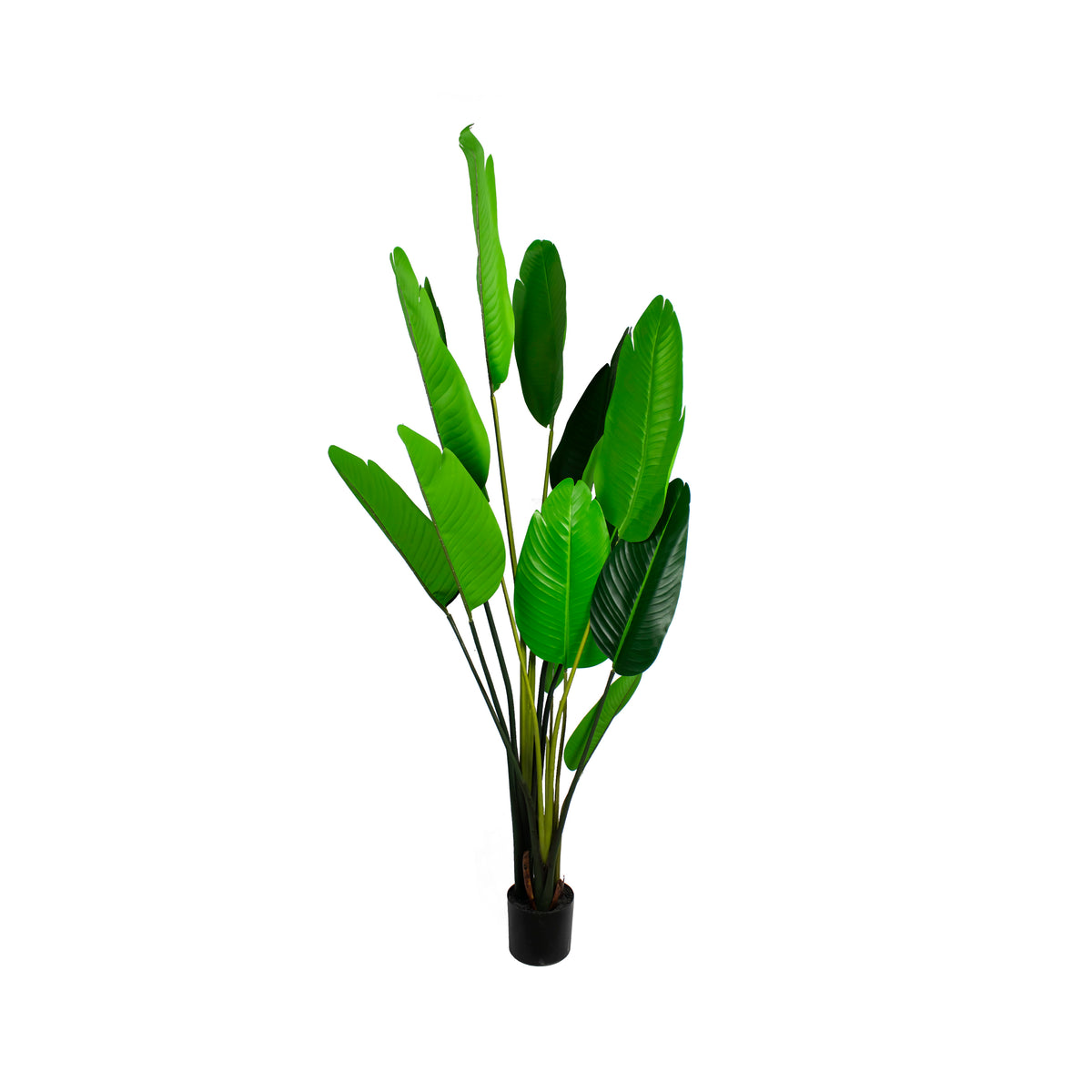 Plant banana tree 160cm