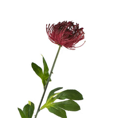 Bloem leucospermum bordeauxgroen 80cm