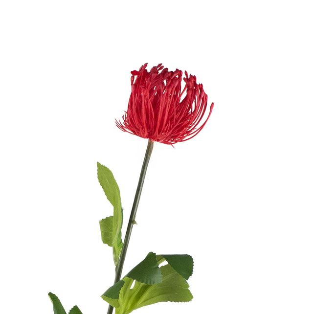 Bloem leucospermum rood 80cm