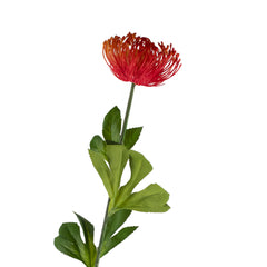 Bloem leucospermum oranje 80cm