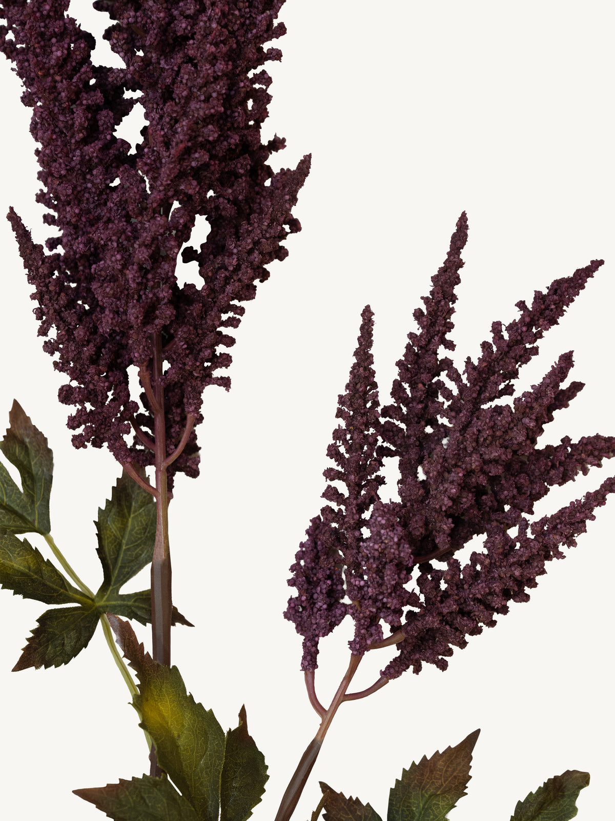 Branch COIEUS 100cm burgundy