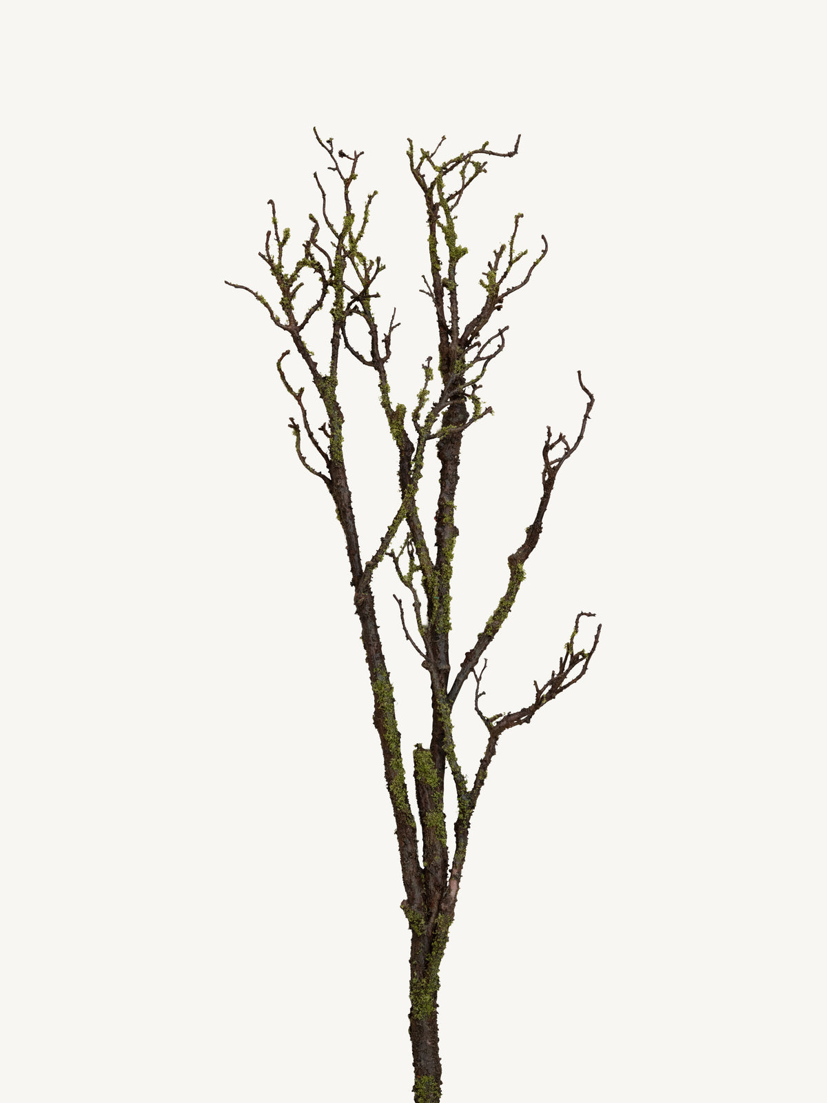 Branch DEADWOOD 116cm brown