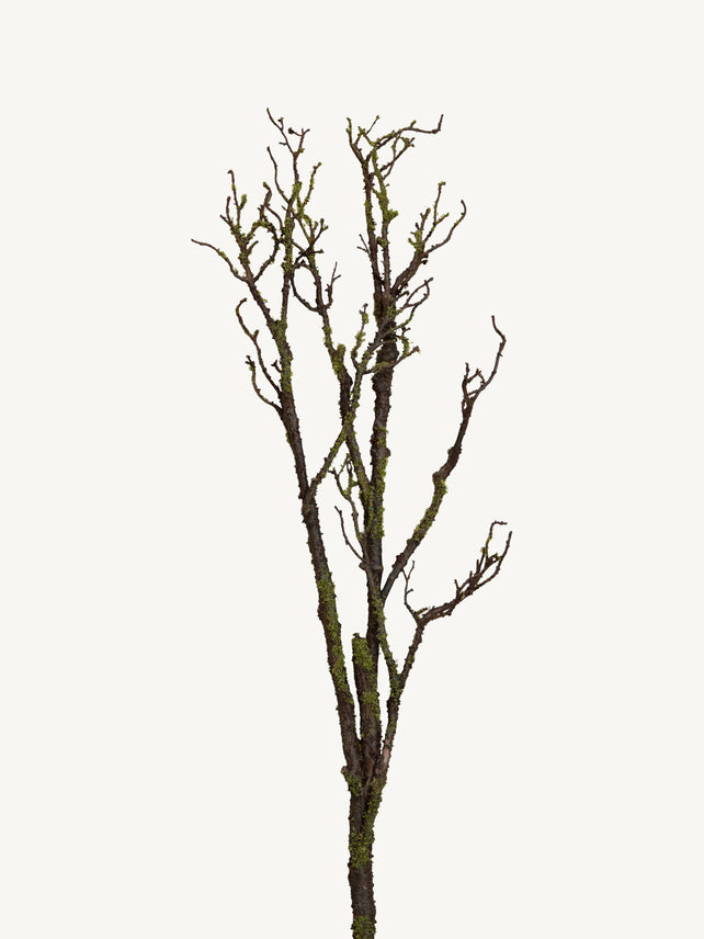 Branch DEADWOOD 116cm brown